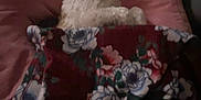 Diamond joined the competition — help win amazing prizes! animal, bed, blanket, comfort, cozy, cute, dog, domestic, fabric, floral_pattern, fur, indoor, pet, pillow, relaxation, resting, side_view, sleeping_area, soft, warm