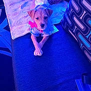 Junior And Joyce joined the competition — help win amazing prizes! animal, blanket, blue_light, bow, clothing, couch, cozy, cute, dog, domestic, fabric, furniture, indoor, living_room, pattern, pet, pillow, puppy, resting, small_dog