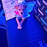 animal, blanket, blue_light, bow, clothing, couch, cozy, cute, dog, domestic, fabric, furniture, indoor, living_room, pattern, pet, pillow, puppy, resting, small_dog