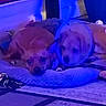 animal, bed, blanket, blue_light, canine, carpet, companionship, couch, cozy, dog, domestic_animal, floor, fur, home, indoor, pets, relaxation, resting, sleepy, two_dogs