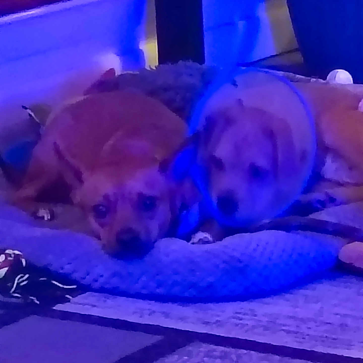 Junior And Joyce