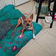 Junior joined the competition — help win amazing prizes! animal, blanket, brown_dog, chair, cozy, dog, floor, floral_pattern, home, indoor, looking, pet, resting, shoes, small_dog, sock, teal_blanket, tiled_floor, vest, white_paws