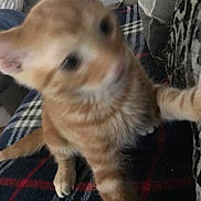 Garfield is registered to the contest to win money with this photo: cat, kitten, orange_tabby, blur, indoor, plaid_blanket, furniture, pet, fur, paw, tail, curious, young, animal, cute, cozy, texture, striped, closeup, soft