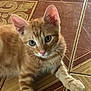 Garfield is registered to the contest to win money with this photo: kitten, cat, orange_tabby, floor, tile, patterned_floor, indoor, pet, animal, cute, young_cat, fur, whiskers, ears, paw, looking_up, domestic_cat, mammal, resting, closeup