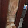 cat, ginger_cat, wood, furniture, blurry, indoor, pet, stretching, close_up, sleeping, animal, striped, tabby, paw, resting, hidden, feline, soft, cozy, quiet