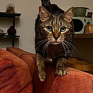 Pouioutz participe au concours pour gagner de l'argent avec cette photo : cat, tabby, feline, whiskers, couch, indoor, living_room, pet, animal, fur, walking, home, furniture, closeup, curious, domestic_animal, tail, mammal, eyes, portrait