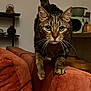 cat, tabby, feline, whiskers, couch, indoor, living_room, pet, animal, fur, walking, home, furniture, closeup, curious, domestic_animal, tail, mammal, eyes, portrait