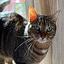 Pouioutz a rejoint le concours — aidez-le/la à gagner de superbes lots ! cat, tabby, green_eyes, whiskers, fur, window, curtain, sunlight, indoor, pet, animal, closeup, portrait, curious, mammal, domestic, feline, soft_light, blurred_background, natural_light