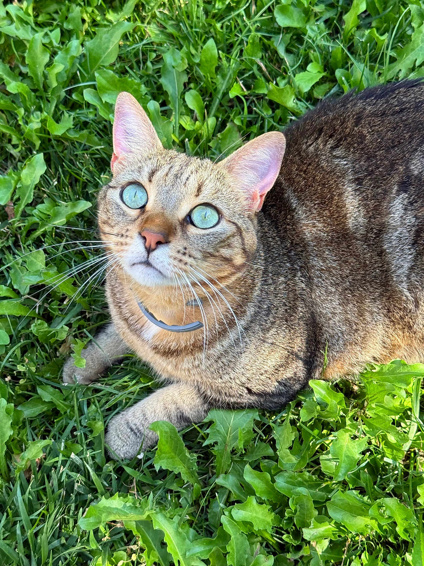 Pouioutz a rejoint le concours — aidez-le/la à gagner de superbes lots ! cat, tabby_cat, green_eyes, grass, outdoor, nature, pet, animal, fur, whiskers, ears, paws, sunlight, leaf, plant, curious, close_up, mammal, relaxed, daylight
