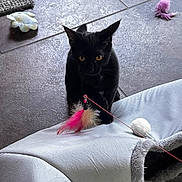 Luna Marie joined the competition — help win amazing prizes! animal, black_cat, cat, cat_toy, cat_tunnel, cozy, cute, feather_toy, feline, floor, fur, home, indoor, kitten, pet, pet_toys, playful, scratching_post, tile_floor, toy