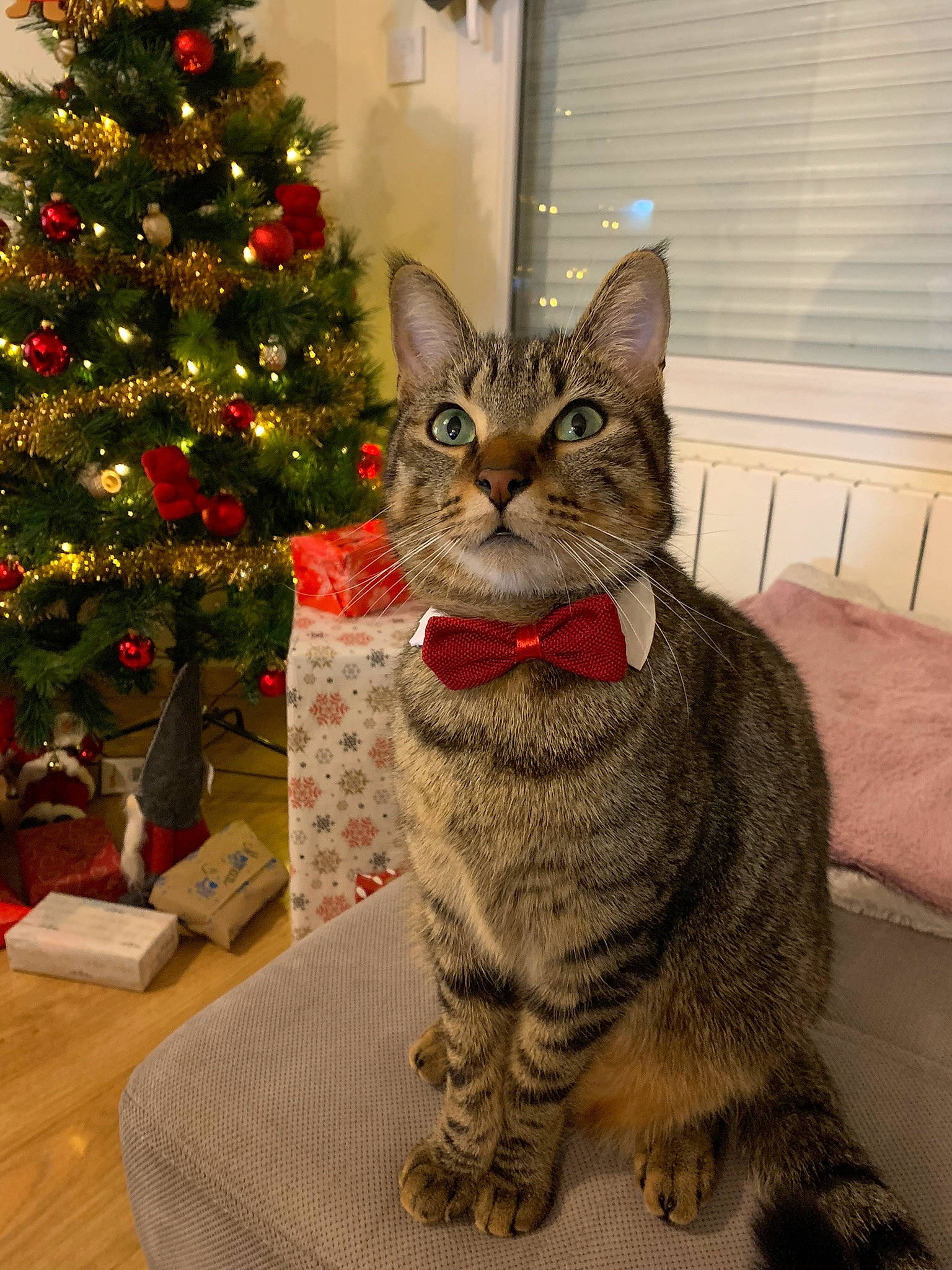 Kinai a rejoint le concours — aidez-le/la à gagner de superbes lots ! art, carnivore, cat, christmas_decoration, christmas_ornament, christmas_tree, conifer, domestic_short_haired_cat, event, evergreen, felidae, fur, holiday, holiday_ornament, ornament, paw, small_to_medium_sized_cats, tail, tree, whiskers