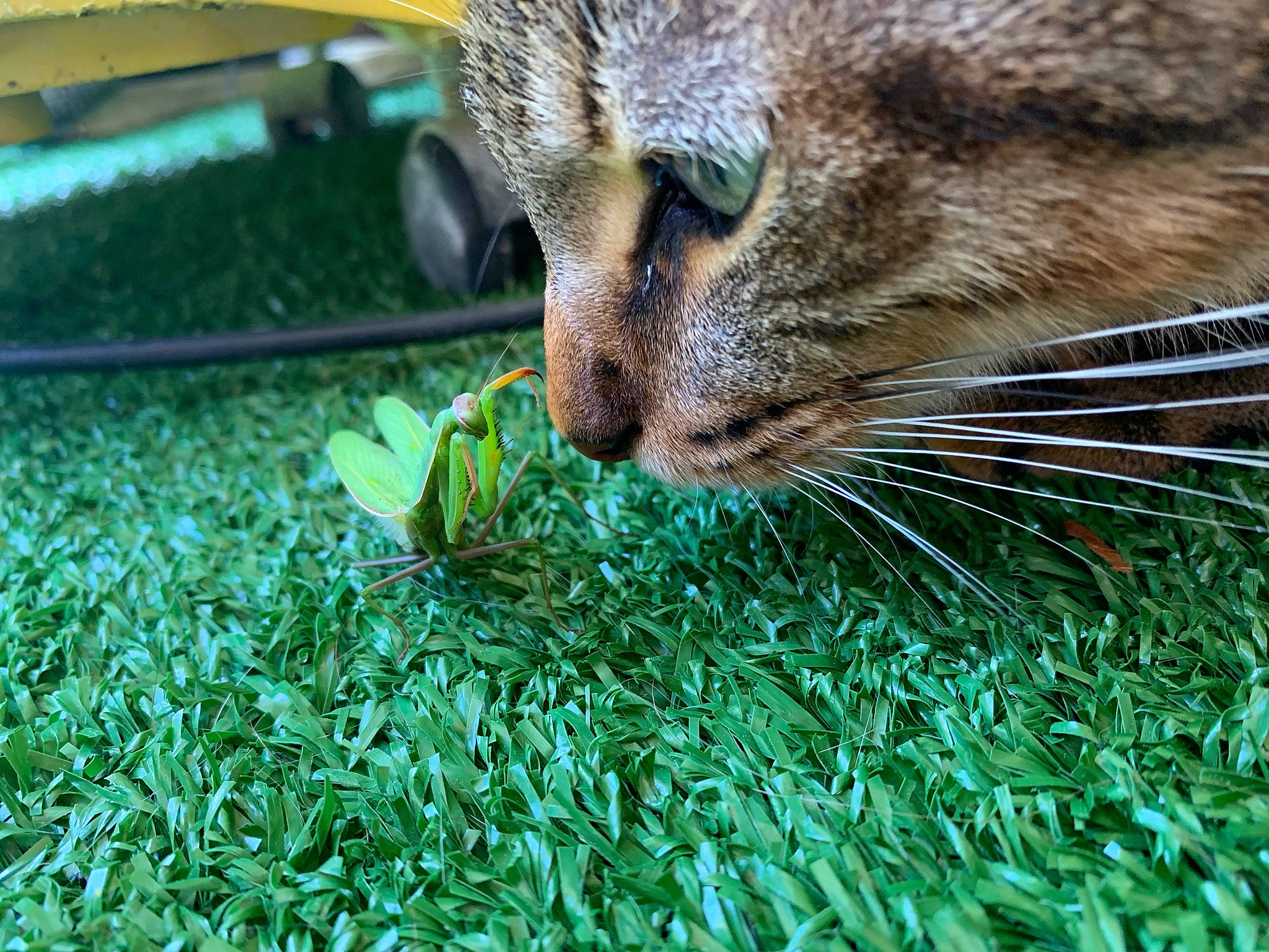 Kinai participe au concours pour gagner de l'argent avec cette photo : animal_feed, carnivore, cat, claw, domestic_short_haired_cat, fawn, felidae, fur, grass, green, groundcover, herb, pet_supply, plant, small_to_medium_sized_cats, snout, tail, terrestrial_animal, whiskers, wildlife