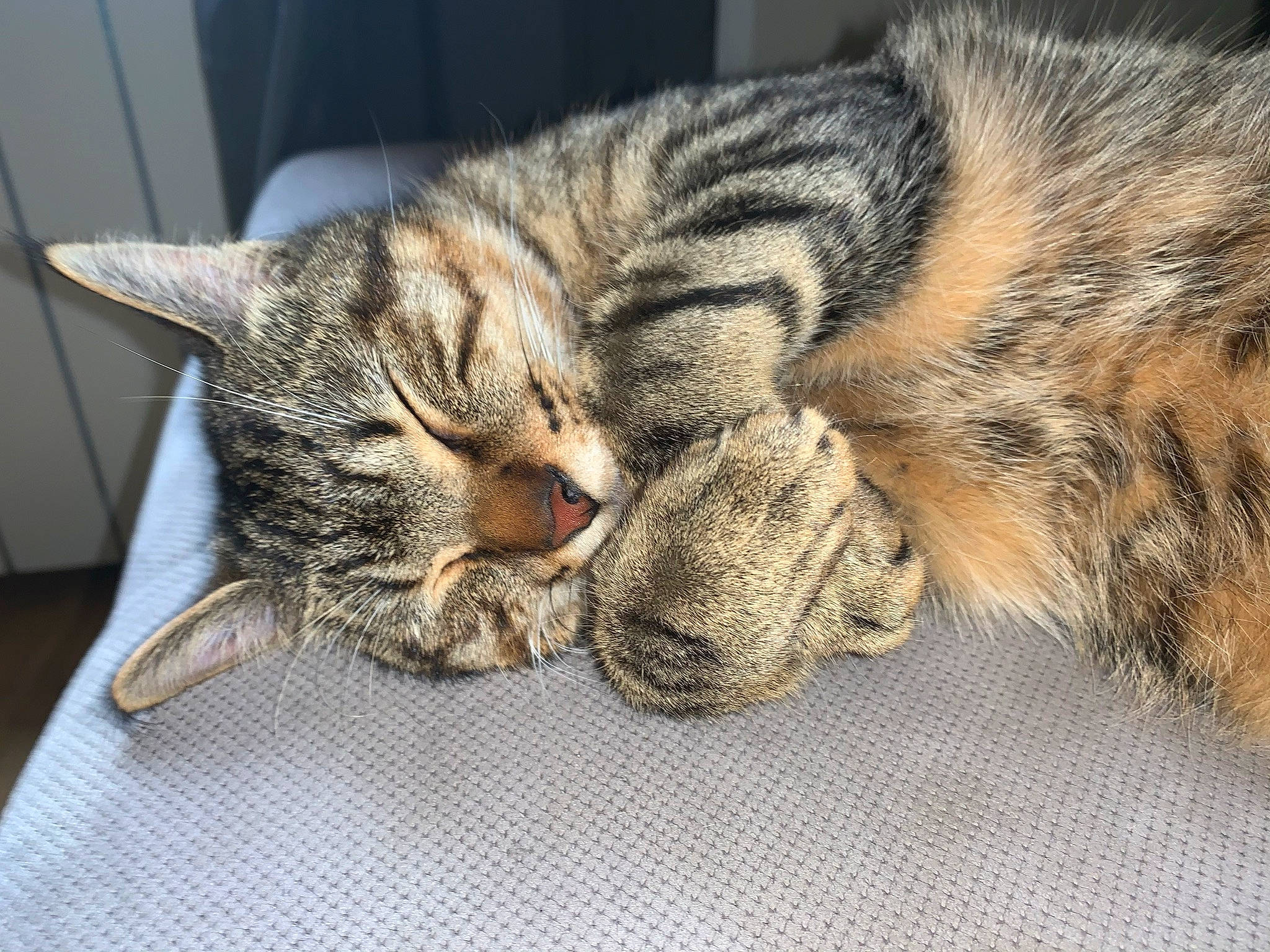 Kinai a rejoint le concours — aidez-le/la à gagner de superbes lots ! carnivore, cat, claw, close_up, comfort, domestic_short_haired_cat, ear, eye, felidae, fur, grey, nap, paw, sleep, small_to_medium_sized_cats, snout, tail, terrestrial_animal, whiskers, wildlife