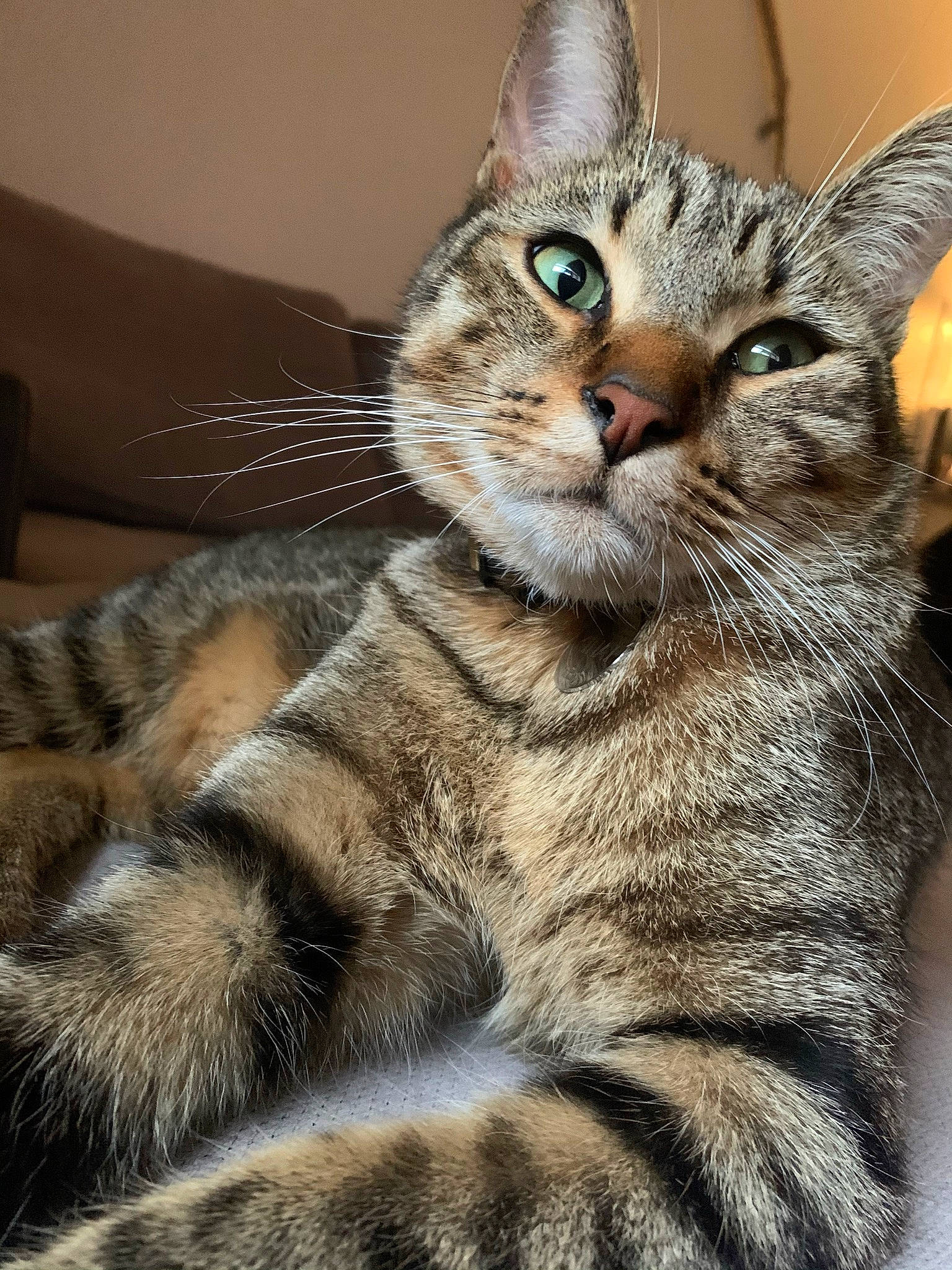 Kinai participe au concours pour gagner de l'argent avec cette photo : carnivore, cat, claw, close_up, domestic_short_haired_cat, felidae, fur, iris, paw, small_to_medium_sized_cats, snout, tail, terrestrial_animal, whiskers, wildlife