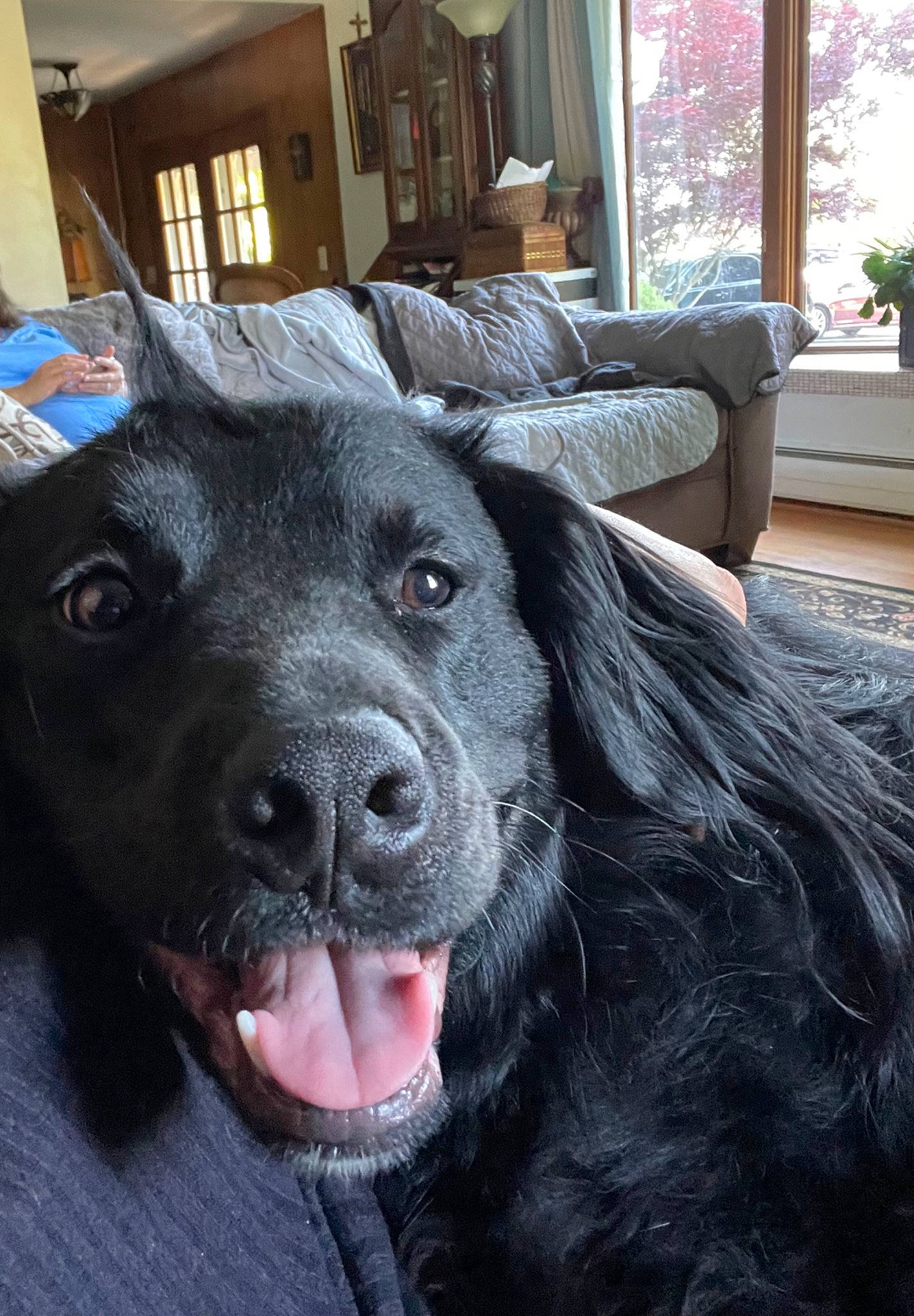 Penny joined the competition — help win amazing prizes! borador, canidae, carnivore, companion_dog, dog, dog_breed, ear, fur, giant_dog_breed, guard_dog, gun_dog, herding_dog, plant, retriever, snout, sporting_group, whiskers, window, working_animal, working_dog