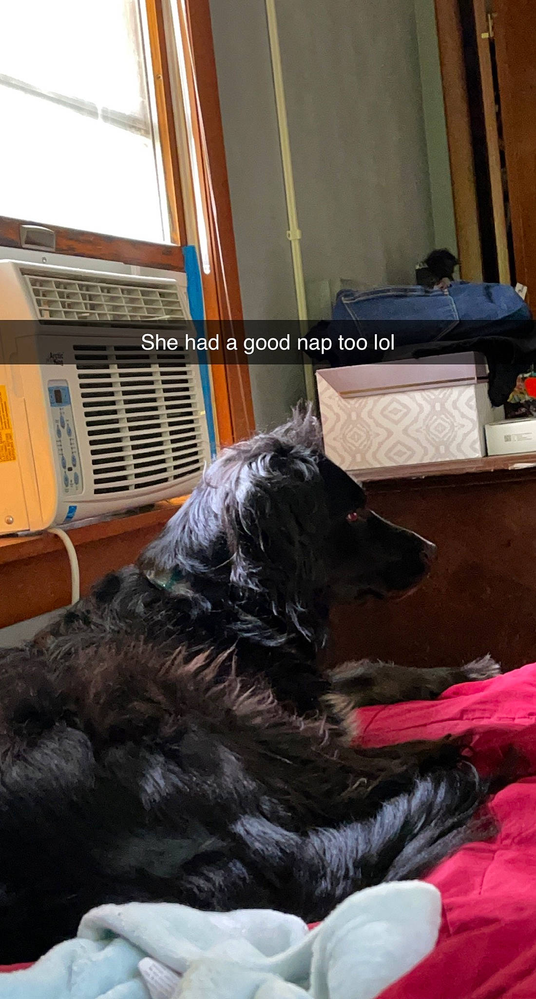 Penny is registered to the contest to win money with this photo: canidae, carmine, carnivore, comfort, companion_dog, dog, dog_breed, fur, guard_dog, herding_dog, room, snout, sporting_group, window, working_animal, working_dog