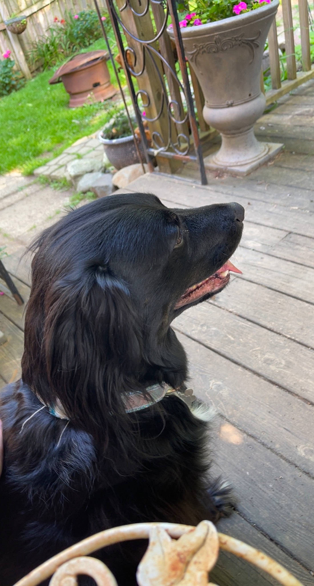 Penny joined the competition — help win amazing prizes! canidae, carnivore, companion_dog, dog, dog_breed, dog_collar, fang, fur, gaddi_kutta, grass, gun_dog, liver, outdoor_furniture, snout, sporting_group, terrestrial_animal, whiskers, wood, working_animal, working_dog