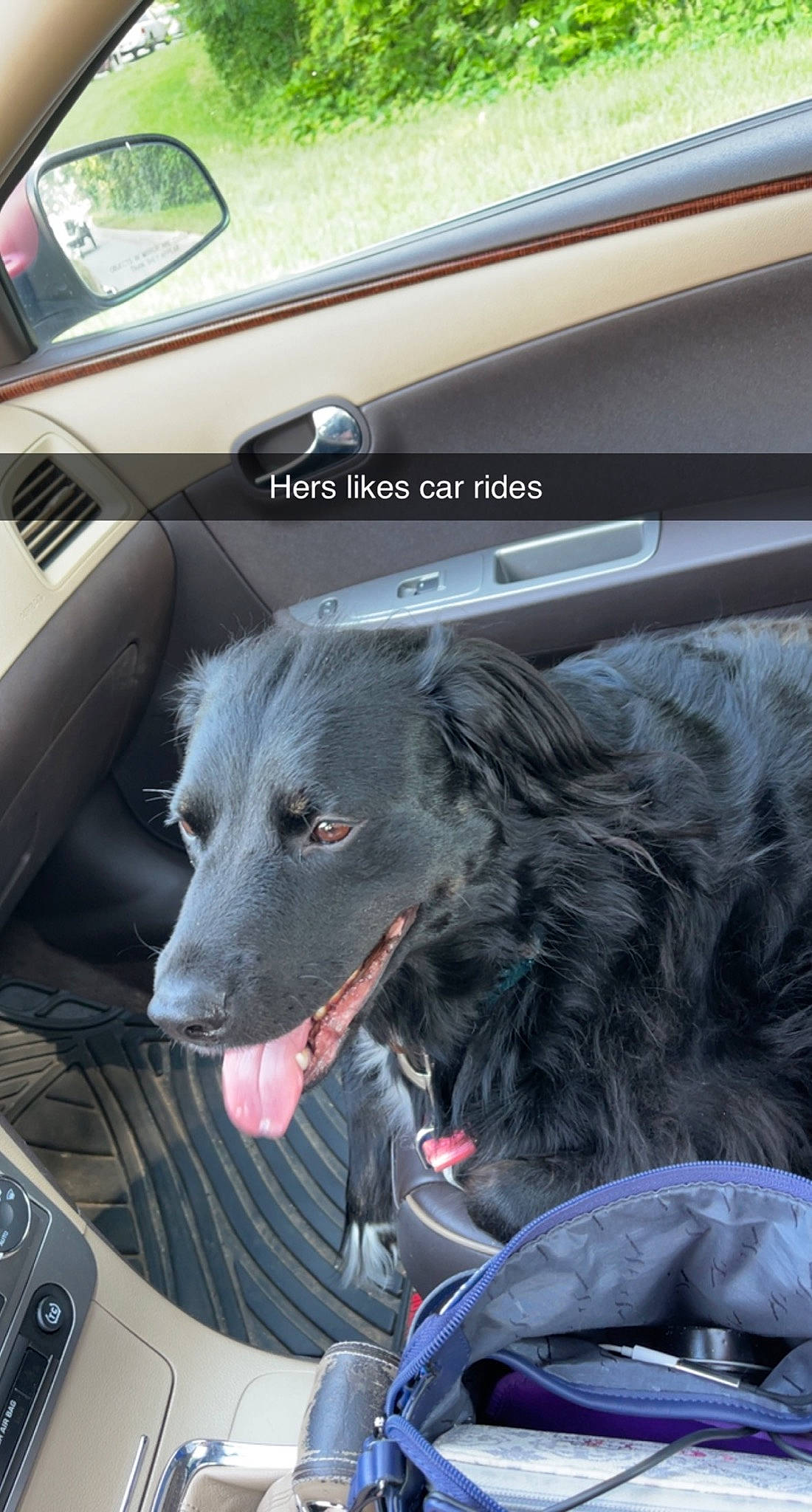 Penny joined the competition — help win amazing prizes! auto_part, automotive_design, automotive_exterior, automotive_lighting, automotive_mirror, car, carnivore, collar, companion_dog, dog, dog_breed, dog_collar, door, family_car, mirror, motor_vehicle, personal_luxury_car, snout, vehicle, vehicle_door