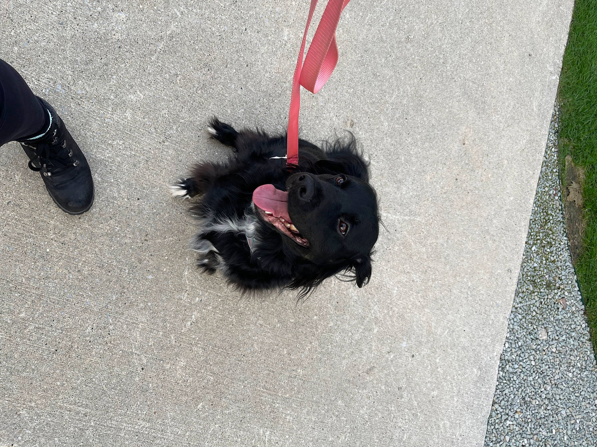 Penny joined the competition — help win amazing prizes! asphalt, carmine, carnivore, companion_dog, dog, dog_breed, dog_collar, fashion_accessory, flooring, fur, grass, grey, leash, road, road_surface, sidewalk, sporting_group, tail, tar, working_animal