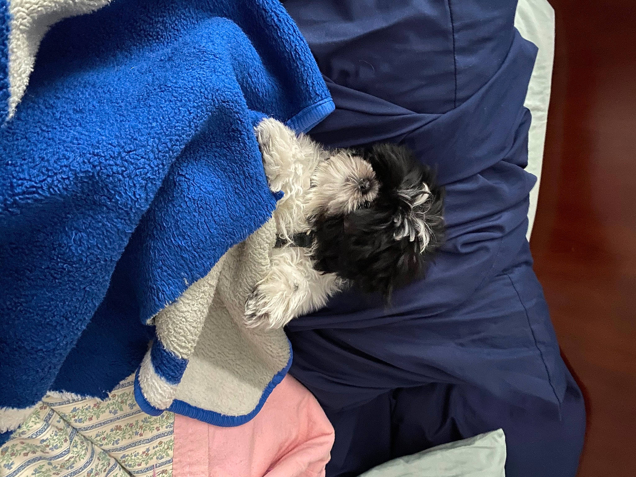 Wiley is registered to the contest to win money with this photo: carnivore, comfort, companion_dog, dog, dog_breed, elbow, electric_blue, felidae, fur, gesture, human_leg, linens, sleeve, small_terrier, sporting_group, t_shirt, terrier, textile, toy_dog, wrist