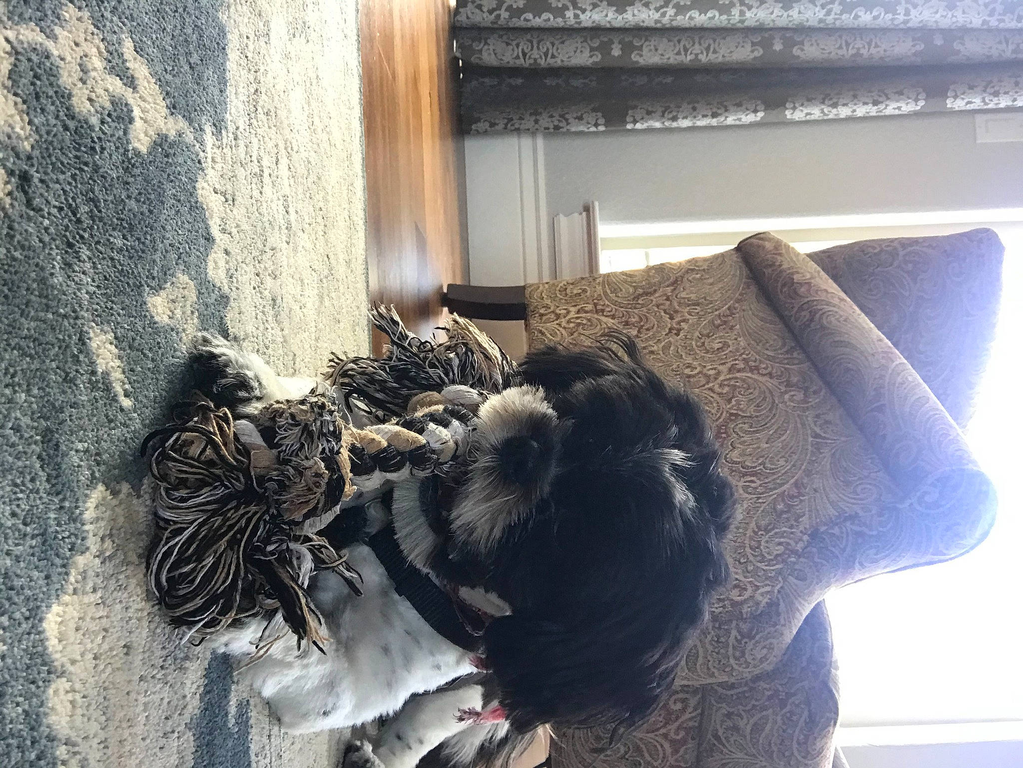 Wiley joined the competition — help win amazing prizes! comfort, companion_dog, couch, dress, felidae, flooring, fur, grey, house, lamp, leg, light, linens, living_room, pillow, studio_couch, textile, tints_and_shades, window, wood