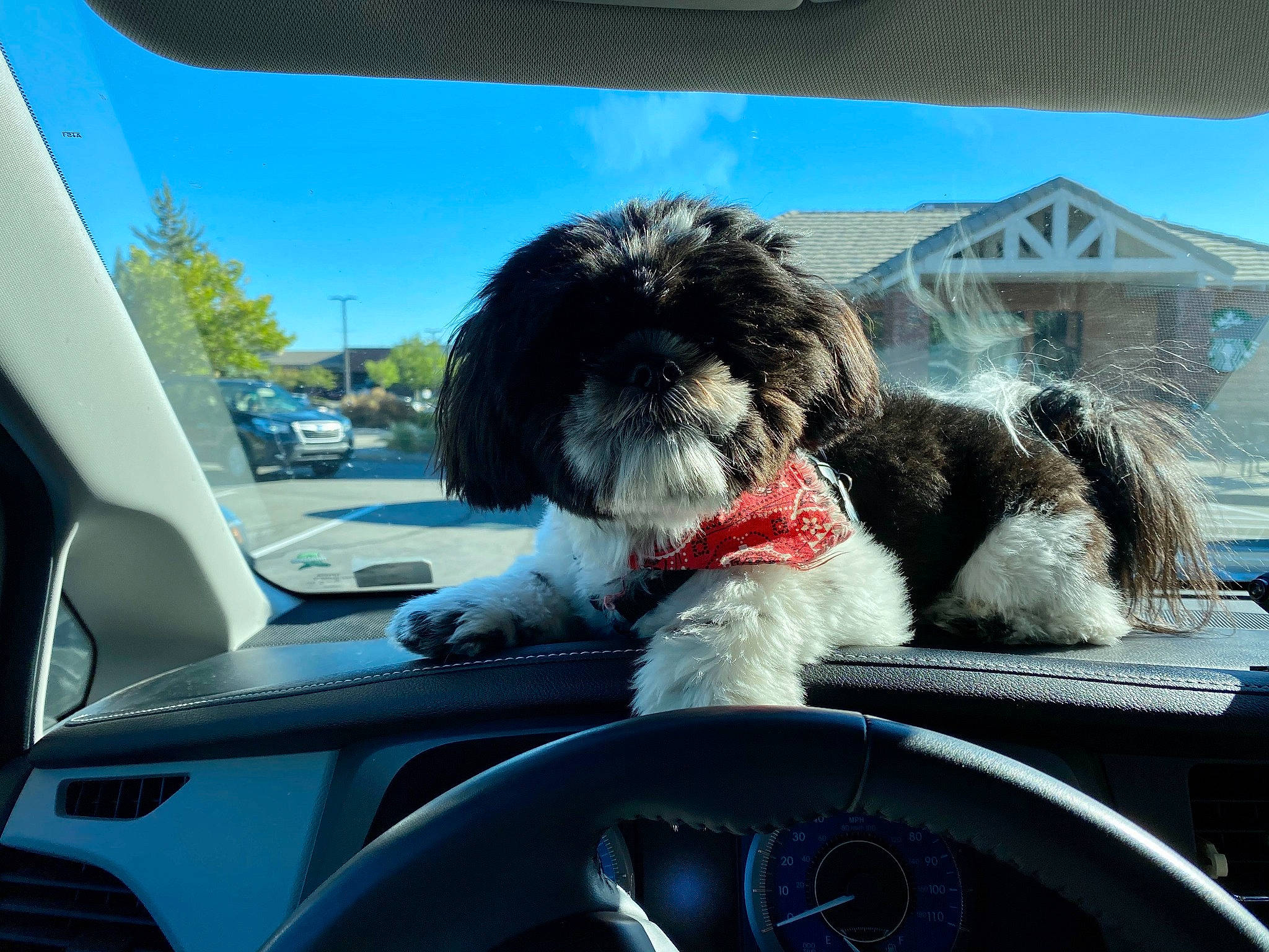 Wiley is registered to the contest to win money with this photo: auto_part, automotive_design, automotive_exterior, automotive_mirror, automotive_tire, car, carnivore, companion_dog, dog, dog_breed, hood, mammal, motor_vehicle, sky, toy_dog, vehicle, vehicle_door, vertebrate, water_dog, window