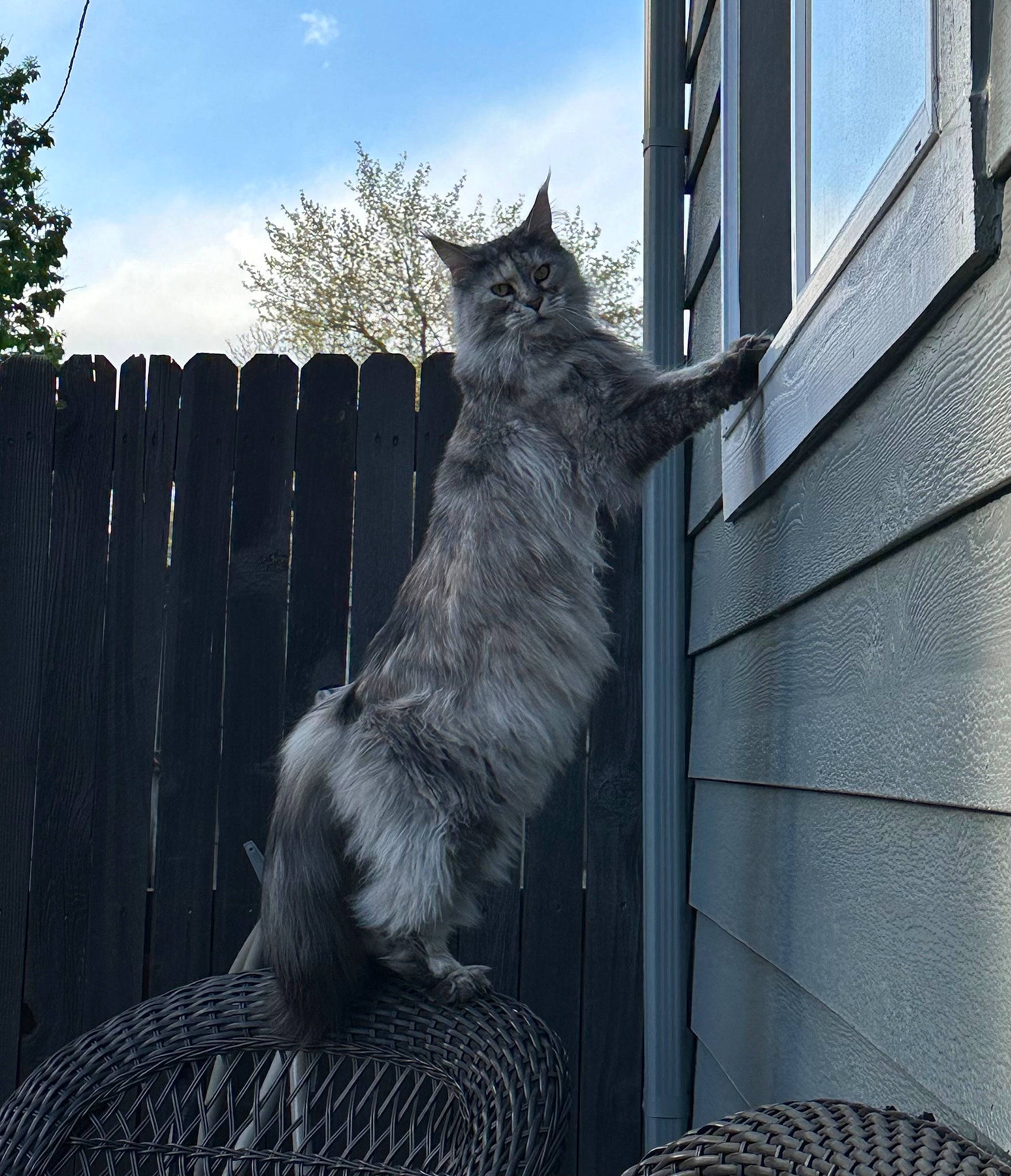 Nala is registered to the contest to win money with this photo: carnivore, cat, cloud, dog_breed, domestic_short_haired_cat, felidae, fur, grey, home_fencing, lynx, plant, sky, small_to_medium_sized_cats, snout, tail, tree, trunk, whiskers, window, wood