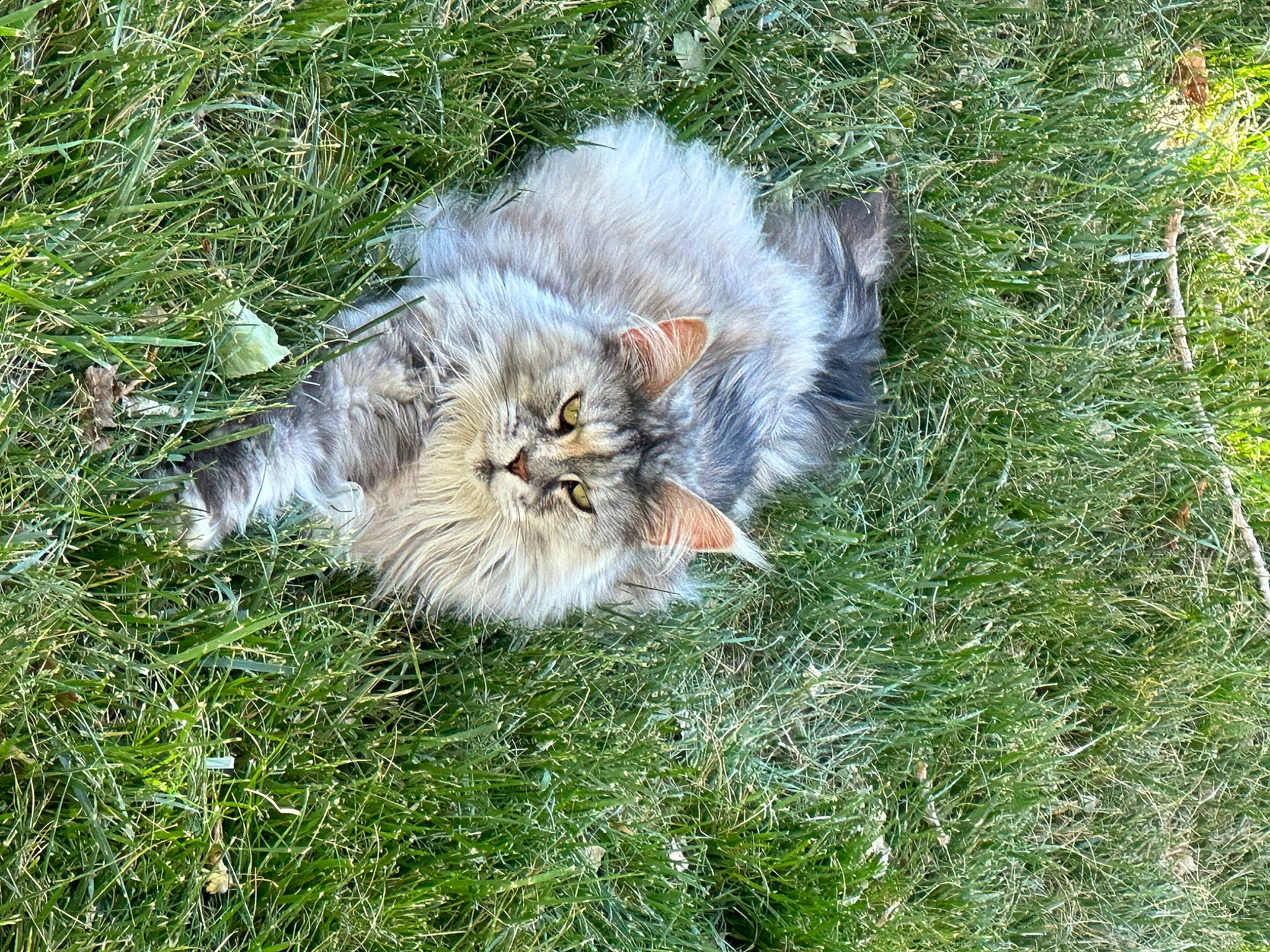 Nala joined the competition — help win amazing prizes! canidae, carnivore, cat, companion_dog, dog_breed, eye, fawn, felidae, fur, grass, groundcover, hair, maine_coon, small_to_medium_sized_cats, snout, sporting_group, tail, terrestrial_animal, whiskers, wildlife