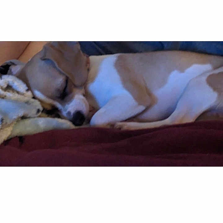 Little Lillie is registered to the contest to win money with this photo: animal, blanket, brown, canine, comfort, companion, cozy, curled_up, cute, dog, domestic, fur, indoor, nap, pet, quiet, relaxed, resting, sleeping, white