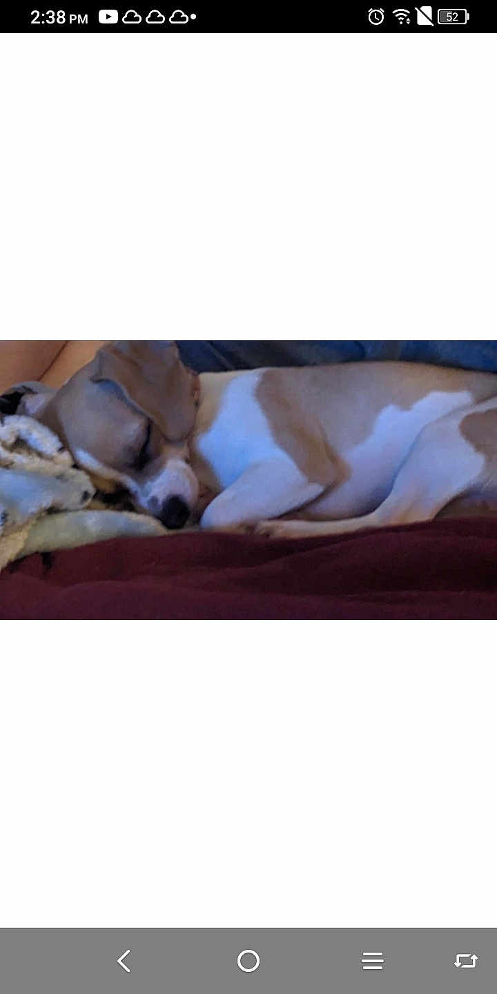 Little Lillie is registered to the contest to win money with this photo: dog, sleeping, blanket, brown, white, curled_up, pet, resting, canine, fur, indoor, cozy, relaxed, companion, animal, nap, cute, domestic, quiet, comfort