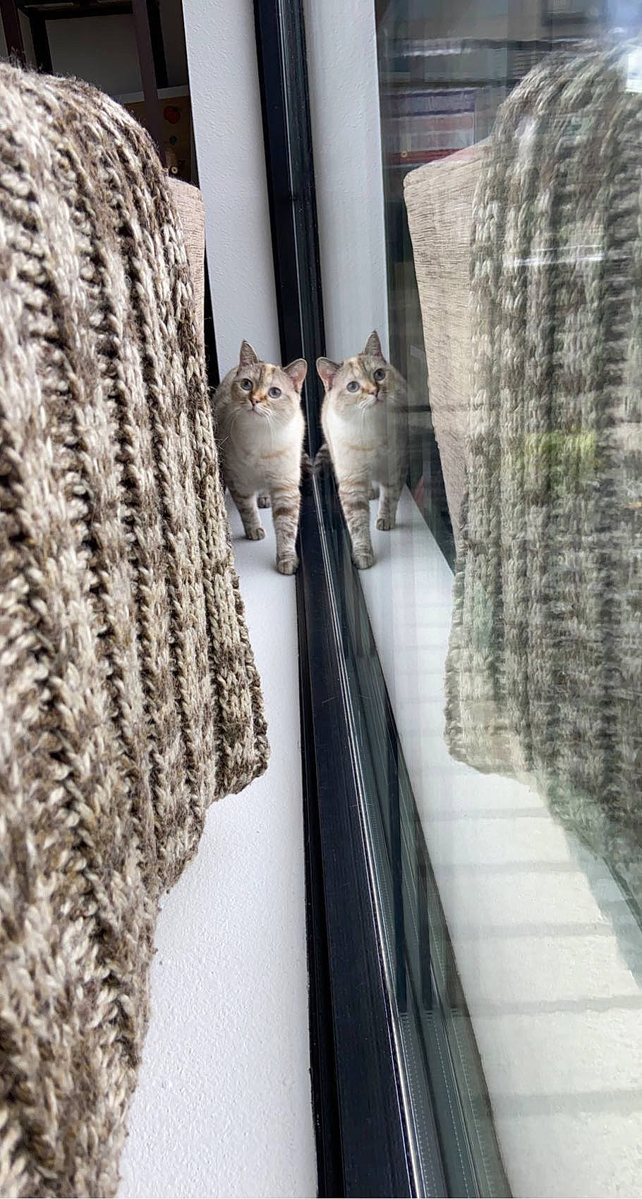 Bunny is registered to the contest to win money with this photo: cat, domestic_short_haired_cat, door, felidae, fur, grey, metal, room, rope, shadow, small_to_medium_sized_cats, tail, thread, trunk, whiskers, window, winter, wood, woolen, woven_fabric