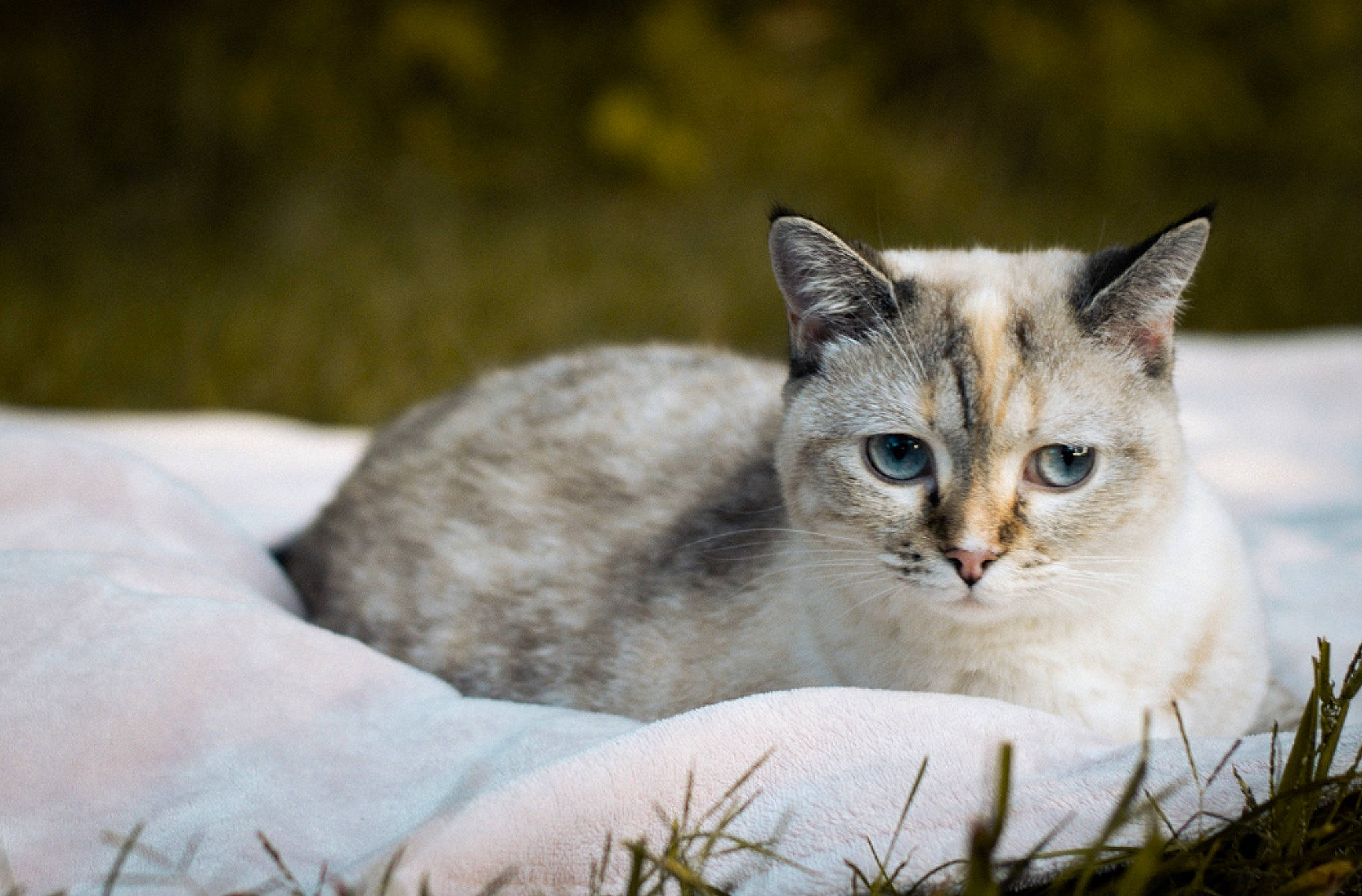 Bunny is registered to the contest to win money with this photo: carnivore, cat, collar, domestic_short_haired_cat, eye, fawn, felidae, fur, grass, pet_supply, plant, small_to_medium_sized_cats, snout, snow, terrestrial_animal, tree, whiskers, wildlife