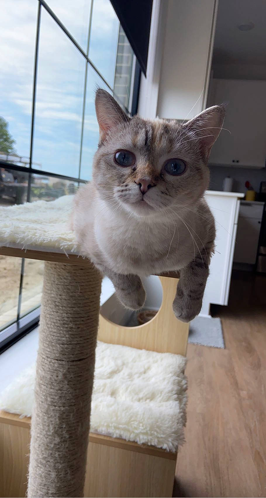 Bunny joined the competition — help win amazing prizes! carnivore, cat, cat_supply, chair, cloud, domestic_short_haired_cat, fawn, felidae, fur, hardwood, paw, pet_supply, sky, small_to_medium_sized_cats, snout, tail, tree, whiskers, window, wood