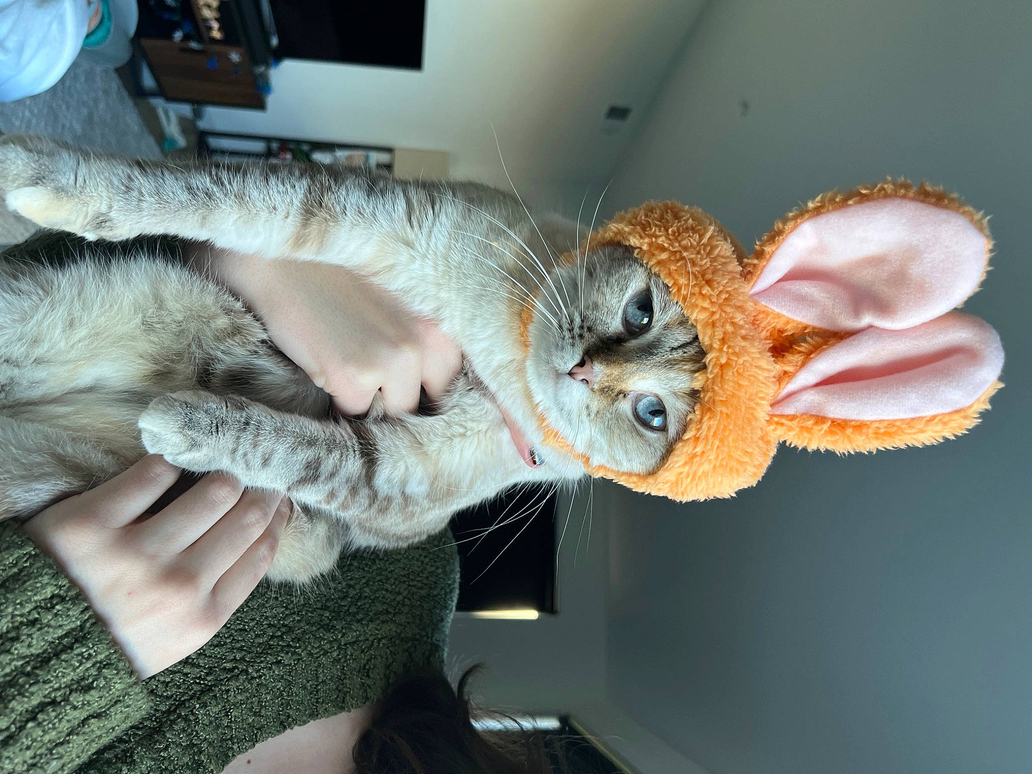 Bunny joined the competition — help win amazing prizes! cat, cockatoo, domestic_short_haired_cat, fawn, feather, felidae, fur, fur_clothing, paw, peach, small_to_medium_sized_cats, snout, stuffed_toy, tail, toy, tree, whiskers, wildlife, wing, wood