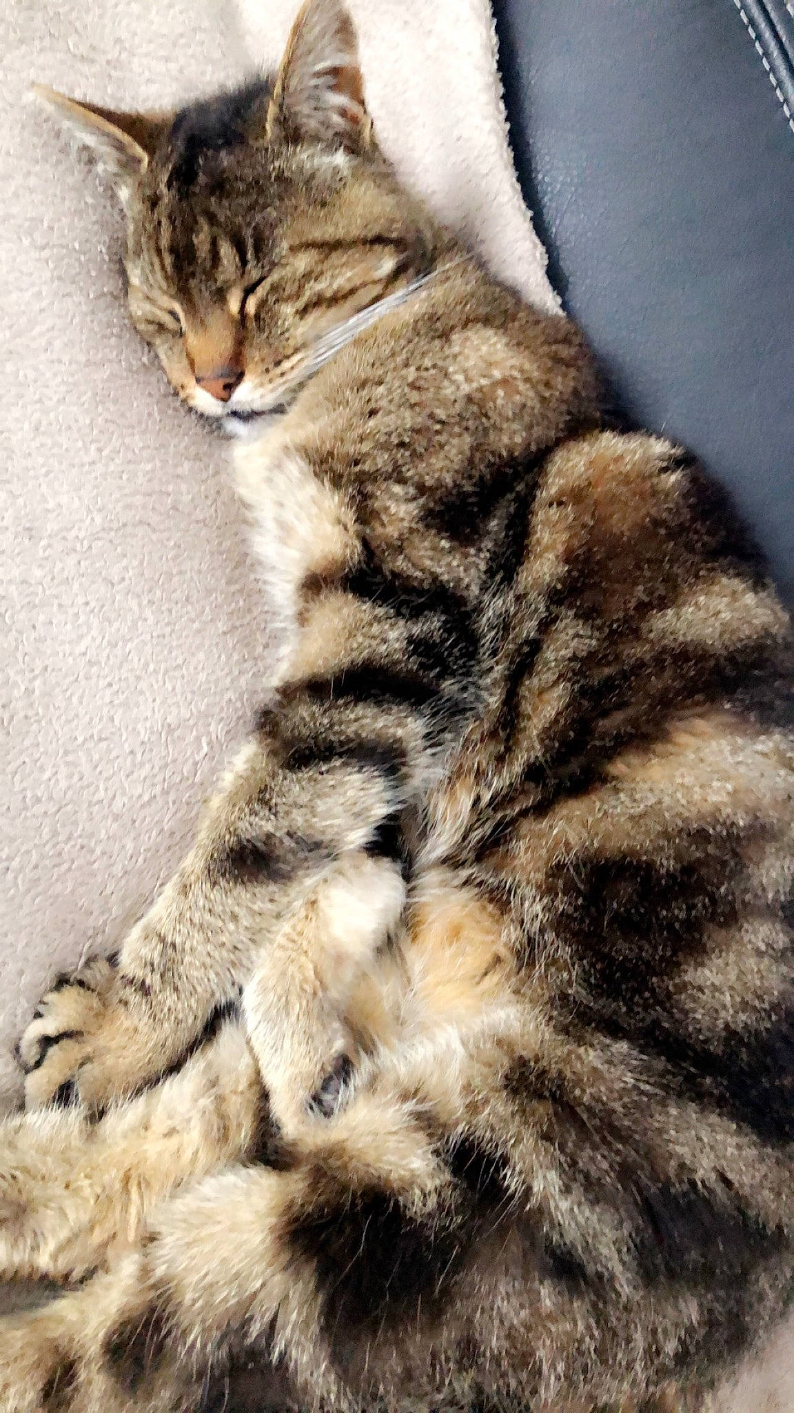 Mario a rejoint le concours — aidez-le/la à gagner de superbes lots ! carnivore, cat, claw, comfort, domestic_short_haired_cat, eye, felidae, foot, fur, paw, small_to_medium_sized_cats, snout, tail, terrestrial_animal, whiskers, wildlife