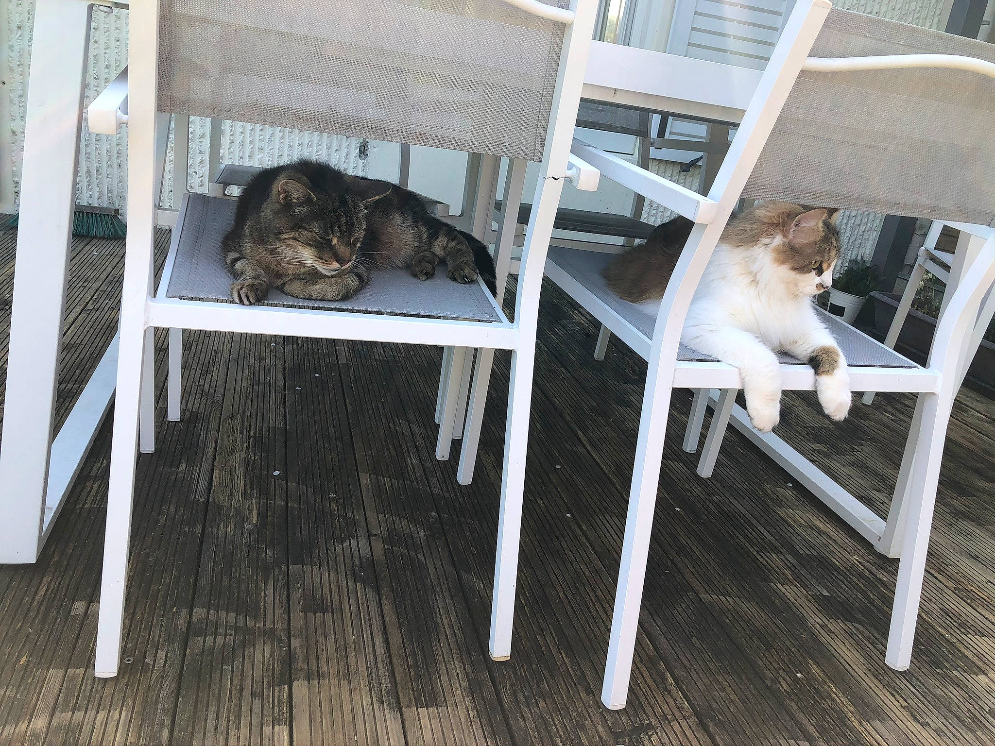 Mario a rejoint le concours — aidez-le/la à gagner de superbes lots ! canidae, carnivore, cat, chair, comfort, fawn, felidae, floor, flooring, fur, grey, hardwood, outdoor_furniture, porch, small_to_medium_sized_cats, sporting_group, table, tail, whiskers, wood