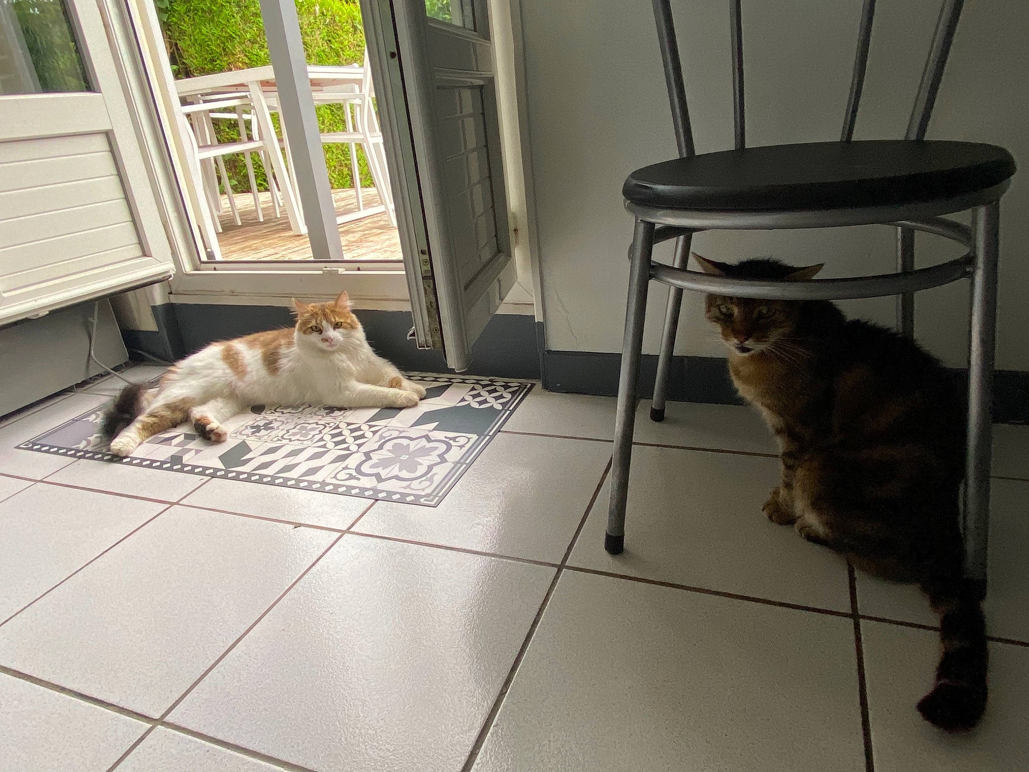 Mario participe au concours pour gagner de l'argent avec cette photo : brown, carnivore, cat, comfort, companion_dog, dog, dog_breed, fawn, felidae, floor, flooring, grey, hardwood, mammal, pet_supply, small_to_medium_sized_cats, snout, vertebrate, whiskers, wood