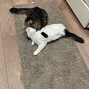 Angel Bobby is registered to the contest to win money with this photo: cat, cats, tabby_cat, white_cat, feline, pets, indoor, floor, rug, wood_floor, affection, nuzzling, animal, cute, cozy, domestic, companionship, tail, ears, whiskers