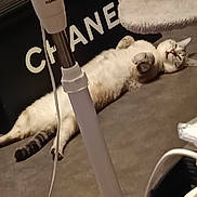 Coco participe au concours pour gagner de l'argent avec cette photo : cat, pet, feline, lying_down, belly_up, relaxed, indoor, home, couch, cozy, fur, white_cat, collar, red_collar, heat_lamp, lamp, furniture, carpet, candid, playful