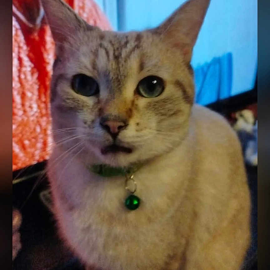 Coco