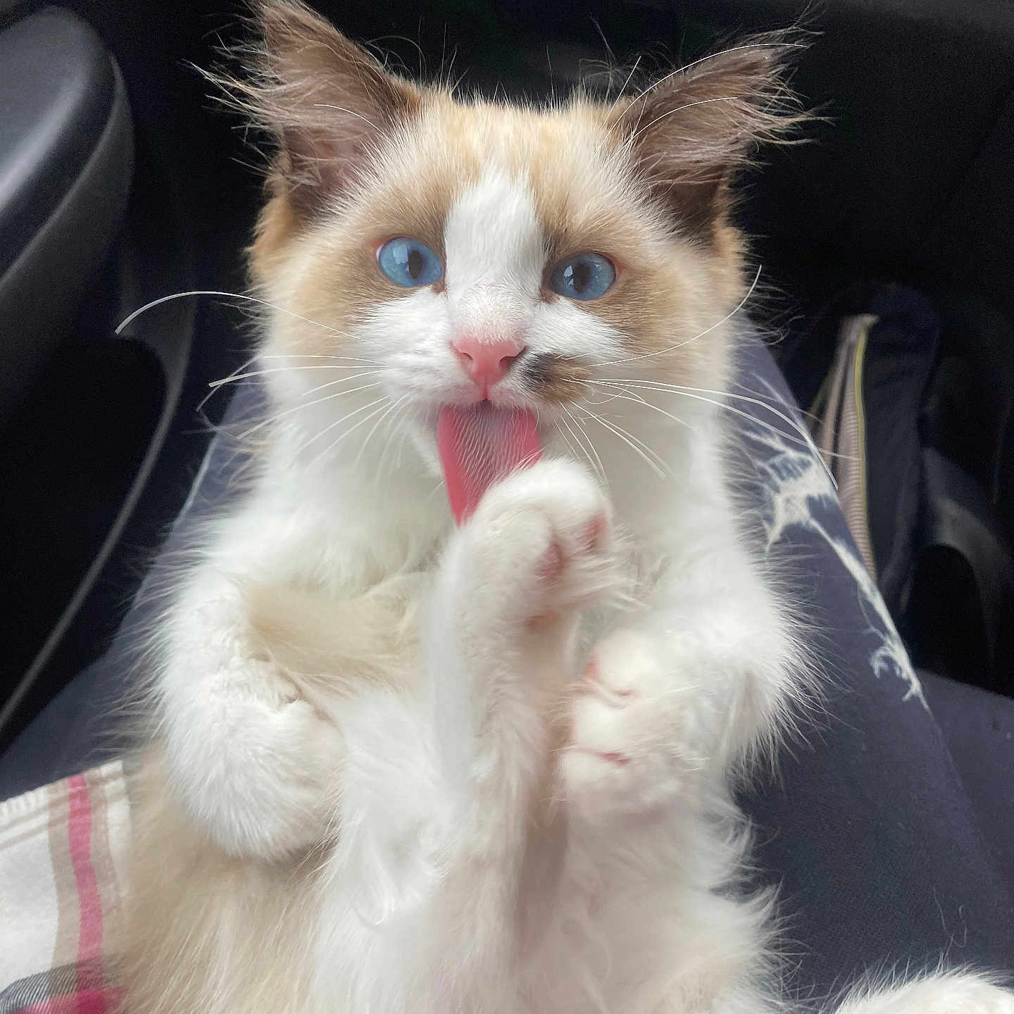 Mowgli is registered to the contest to win money with this photo: angora, animal, bodypart, cat, chair, couch, cushion, face, furniture, head, homedecor, kitten, manx, mouth, person, pet, photography, portrait, siamese, tongue