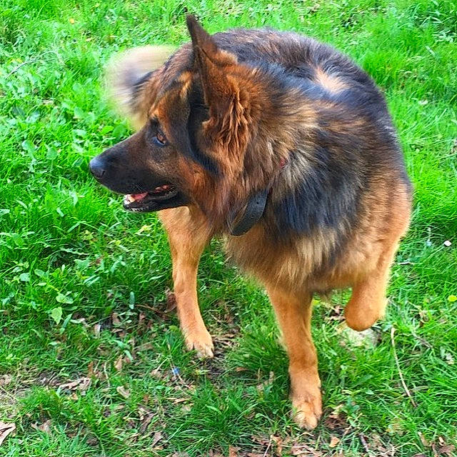 Rocky a rejoint le concours — aidez-le/la à gagner de superbes lots ! bohemian_shepherd, canidae, carnivore, companion_dog, dog, dog_breed, east_european_shepherd, fawn, fur, german_shepherd_dog, grass, guard_dog, herding_dog, king_shepherd, liver, old_german_shepherd_dog, sporting_group, terrestrial_animal, tervuren, working_dog