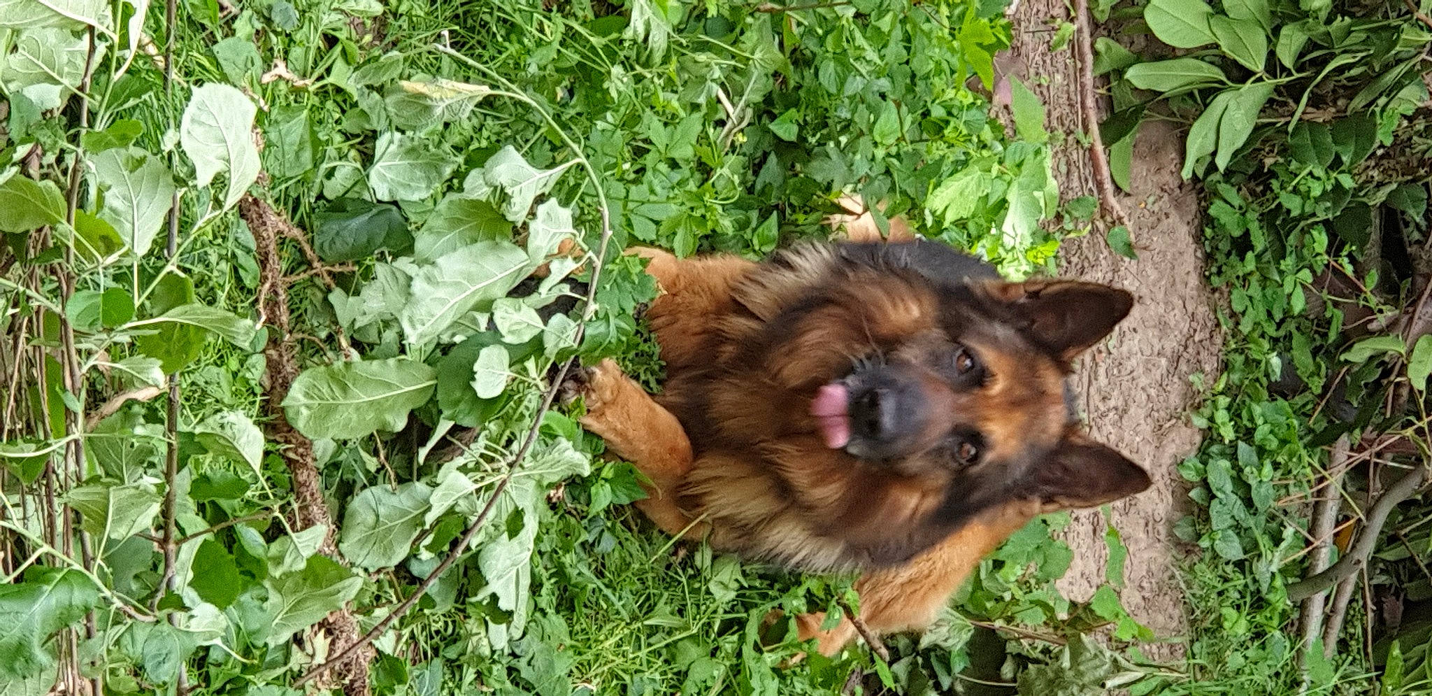 Rocky participe au concours pour gagner de l'argent avec cette photo : annual_plant, canidae, carnivore, companion_dog, dog, dog_breed, fawn, fur, german_shepherd_dog, grass, groundcover, herding_dog, king_shepherd, liver, old_german_shepherd_dog, plant, snout, sporting_group, terrestrial_animal, wildlife