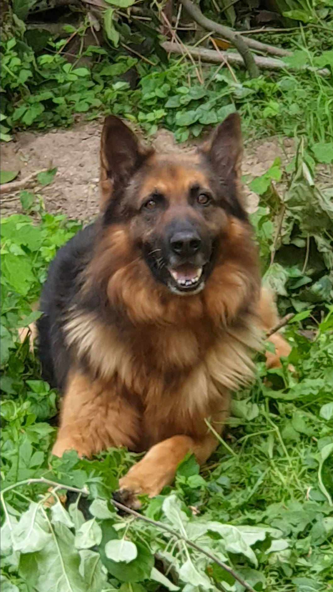 Rocky participe au concours pour gagner de l'argent avec cette photo : canidae, carnivore, companion_dog, dog, dog_breed, east_european_shepherd, fawn, fur, german_shepherd_dog, grass, herding_dog, king_shepherd, liver, old_german_shepherd_dog, plant, scotch_collie, snout, sporting_group, terrestrial_animal, working_dog