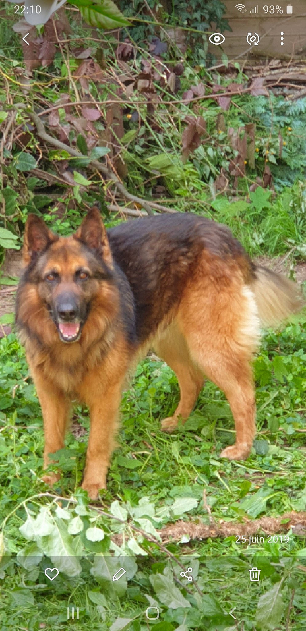 Rocky a rejoint le concours — aidez-le/la à gagner de superbes lots ! art, canidae, canis, carnivore, dog, dog_breed, german_shepherd_dog, grass, groundcover, herding_dog, king_shepherd, plant, snout, sporting_group, terrestrial_animal, wildlife, working_dog