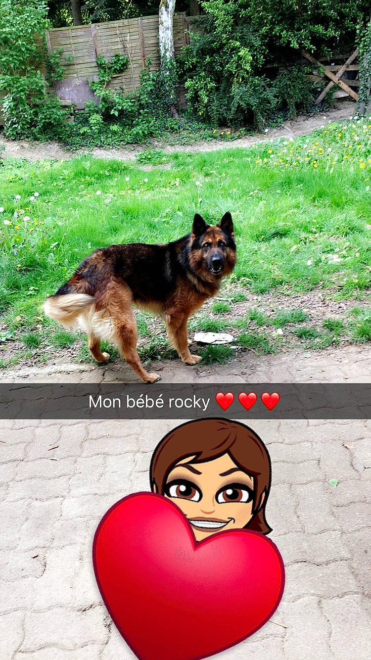 Rocky participe au concours pour gagner de l'argent avec cette photo : animated_cartoon, art, canidae, carnivore, companion_dog, dog, dog_breed, drawing, fictional_character, german_shepherd_dog, grass, happy, herding_dog, king_shepherd, old_german_shepherd_dog, plant, road_surface, sporting_group, tail, working_dog