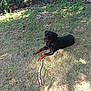 animal, backyard, canine, daytime, dog, fence, grass, greenery, laying, nature, outdoor, pet, playful, relaxed, rottweiler, shade, stick, summer, sunlight, yard