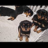 adorable, animal, black_and_tan, blanket, canine, companion, curious, cute, dog, fence, fur, indoor, pet, playful, puppy, resting, rottweiler, sleeping, small, young
