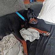 Bella Rodrigues joined the competition — help win amazing prizes! animal, black, blanket, brown, clothing, collar, couch, cozy, dog, domestic, fur, furniture, indoor, nap, pet, pillow, relaxation, resting, rottweiler, sleeping