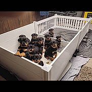 Bella Rodrigues is registered to the contest to win money with this photo: animal, black_and_tan, blanket, cozy, curious, cute, dog, domestic, fence, floor_mat, group, indoor, mammal, pet, playful, puppies, rottweiler, white_pen, wooden_wall, young
